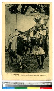 Sacred, ornately adorned cow and elderly man, Chennai, India, ca.1920-1940