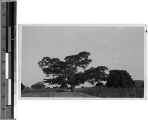 The tree under which Livingstone and Stanley bid each other farewell, Tabora, Unyamwezi, Tanzania, ca.1929-30