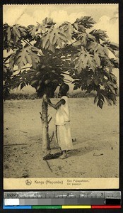 Man near a papaya tree, Kangu, Congo, ca.1920-1940