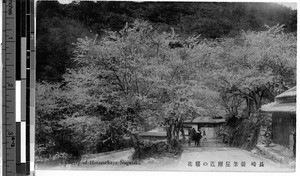 Cherry of Hotaruchaya Nagasaki, Japan, January 14, 1914