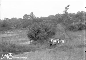 Road leading to Elim, Limpopo, South Africa, ca. 1896-1911