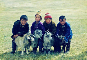 Tov Province. Young crossbred goats born within the breeding project where Grethe Kock worked i