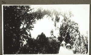 A eucalyptus branch hanging downwards