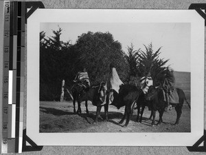 Oxen riders, South Africa East