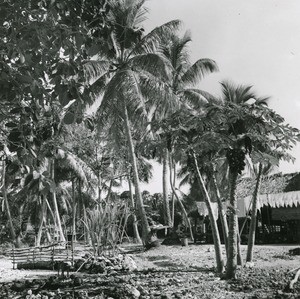 Around a house : a papaya tree, sugar cane and a pigs enclosure