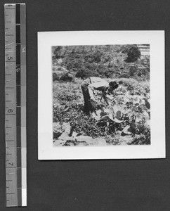 Lab work with vegetables at Fukien Christian University, Fuzhou, Fujian, China, ca.1948