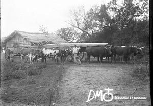 Transport of boards, Matutwini, Mozambique, ca. 1896-1911