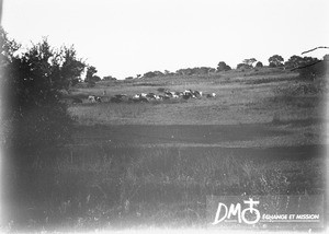 Herd of cattle, Antioka, Mozambique, ca. 1901-1915