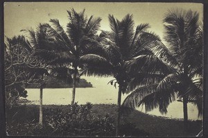 Coconut palms in front of the mission house in Victoria