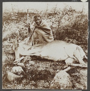 Killed antelope, Tanzania