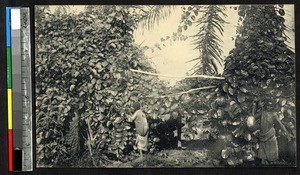 Mount Calvary garden, Kangu, Congo, ca.1920-1940