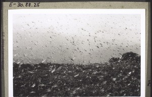 A swarm of locusts in the grassfields (Cameroon)