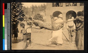 Dead leopard being carried on a pole, Congo, ca.1920-1940