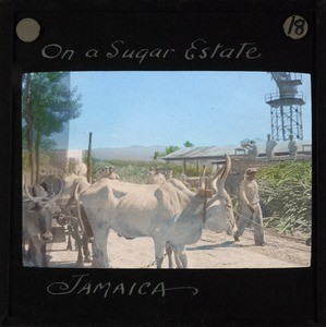 Workers on a Sugar Estate, Jamaica, ca.1875-ca.1940