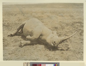 Dead Rhinoceros, Kenya, ca.1908-1912