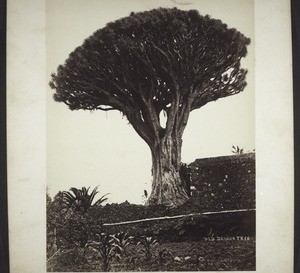 "Old dragon tree."