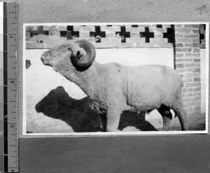 Ram used by Harwood Bible Training School program, Fenyang, Shanxi, China, ca.1936-37