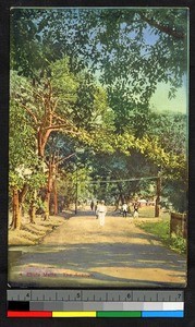 Missionaries on a tree covered road, Nigeria, ca.1920-1940