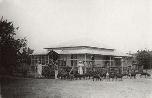 Plantation of the SAIO, in Samkita, Gabon