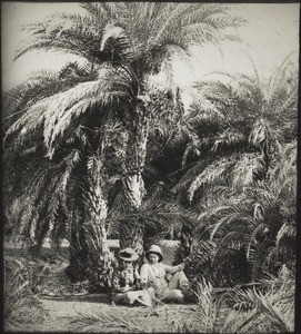 Date palm