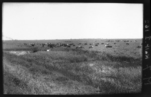 Herds of cattle, Mozambique, ca. 1933-1939