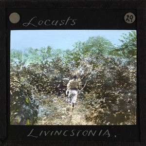 "Locusts, Livingstonia", Malawi, ca.1910