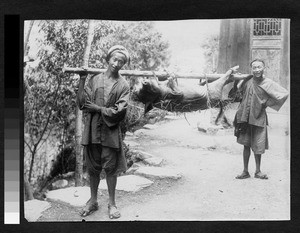 Carrying a pig to market, Sichuan, China, ca.1900-1920