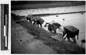 Rice planting, Japan, June 1937