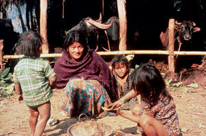 A typical day for women in rural Nepal is like this: Now it is time to feed the animals. Luckil