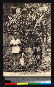 Sugar cane and cacao seeds, Togo, Africa, ca. 1920-1940