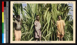 Men standing in a field of leafy plants, Central African Republic, ca.1930