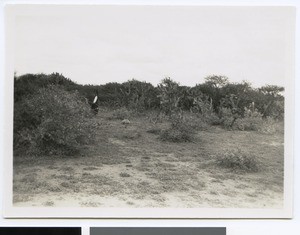 Woman picking Indian figs, South Africa, 1937