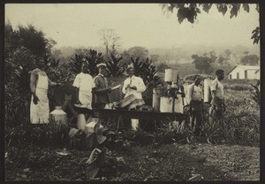 Dairy farming in Buea