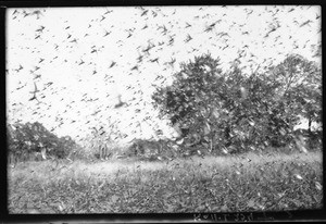 Grasshopper swarm, Mozambique, ca. 1933-1939