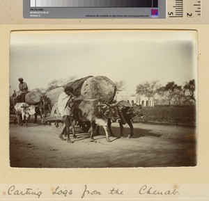 Moving large tree trunks on oxen carts, Sialkot, Pakistan, ca.1890