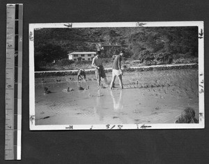 Planting rice for a project at Fukien Christian University, Fuzhou, Fujian, China, ca.1946