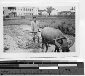 Plowing the fields in Soule, China, 1935