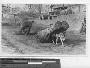 Donkeys carrying rice stalks at Beijing, China, 1936