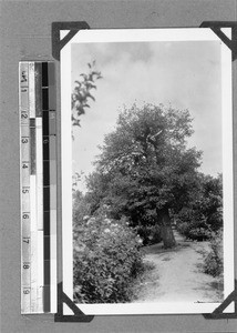 Georg Schmidt's tree, Genadendal, South Africa