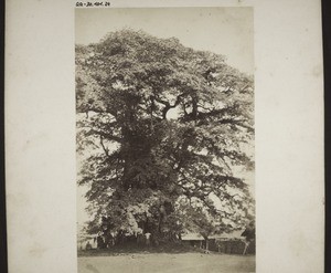 Baniane-Baum (Ficus Religiosa) in Akropong