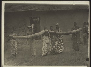 Elephant tusks, Abetifi