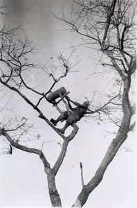 Tomtom in a tree, in Cameroon