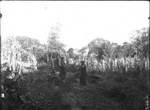 Students ploughing a field, Lemana, Limpopo, South Africa, ca. 1906