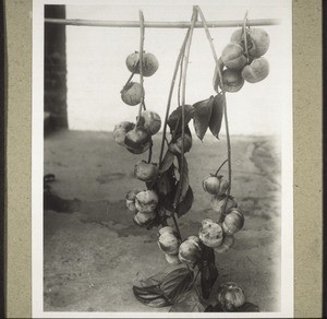 A persimmon branch. The fruit is dried and pressed like figs, and can then be kept for several months