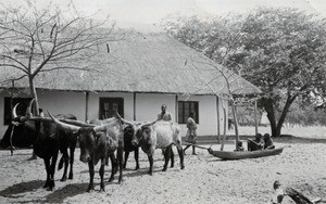 A dugout pulled by cows, bringing a sick person to the health center