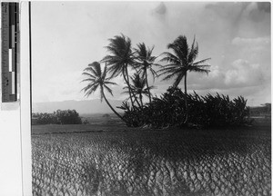 Rice fields near Pearl City, Hawaii, ca. 1920-1940