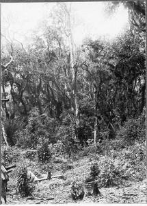 Primeval forest, Mamba, Tanzania, ca. 1901-1910