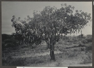 Kigelia, Tanzania