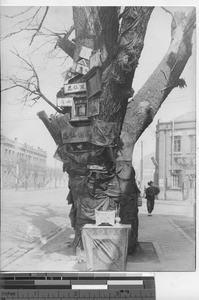 The Sacred Tree at Fushun, China, 1936