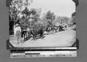 Span of oxen, Elim, South Africa